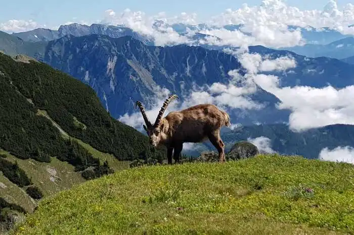 Gerti Pieber aus Mortantsch hat es auf den Gipfel des Gösseck verschlagen. Der Steinbock ließ sich von den Wanderern jedenfalls nicht stören und posierte geduldig fürs Bild.