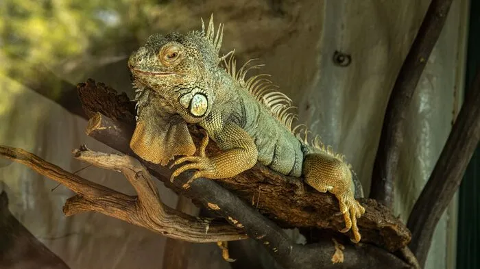 Der bisherige Hausherr Leguan teilt sich nun seine Behausung mit drei Zwergseidenäffchen