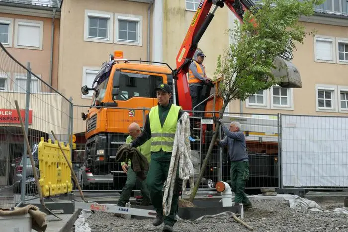 Mitarbeiter der Stadtgärtnerei richten eine Zelkove auf