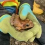 Kind hält Frosch