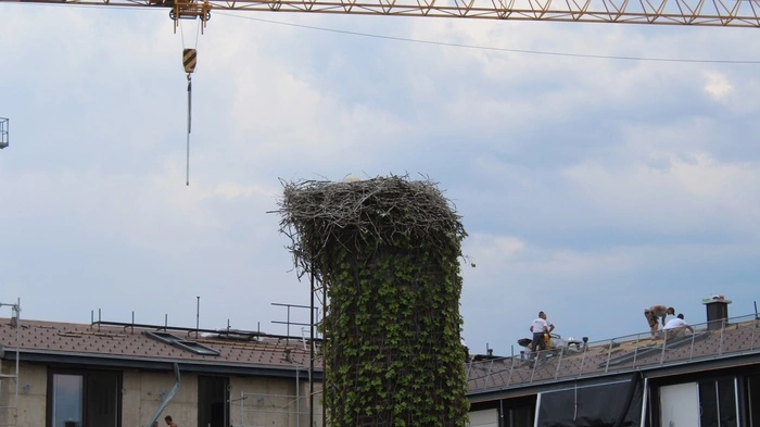 Drei Storchenjunge drohten zu verhungern, nachdem der Muttervogel abgestürzt und verendet war.