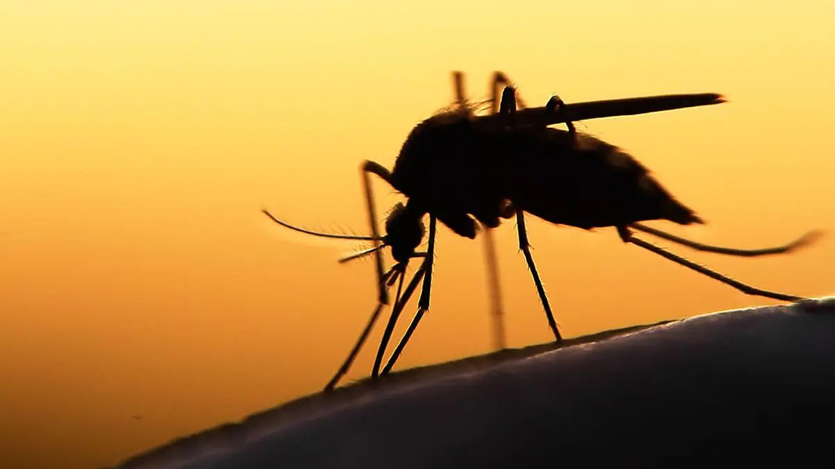 Ein unerwünschter Gast an einem lauen Sommerabend: die Gelse.