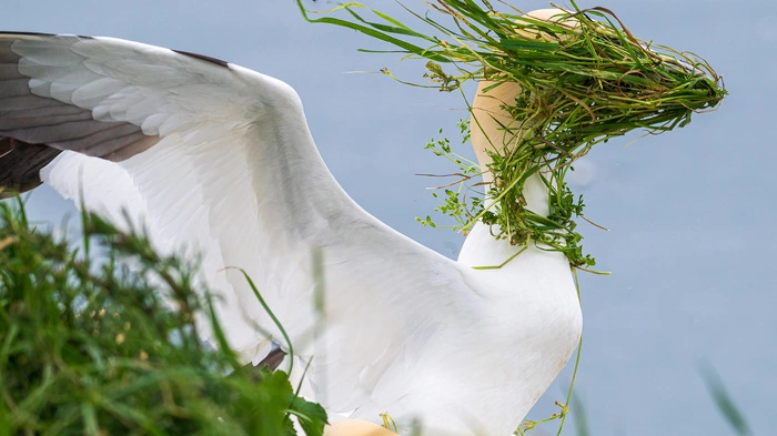 Wo ist jetzt mein Nest?
Ein windiger Tag an den Bempton Cliffs während der Brutzeit.
Tölpel
Aufnahmeort: Bempton Cliffs, Yorkshire, Großbritannien