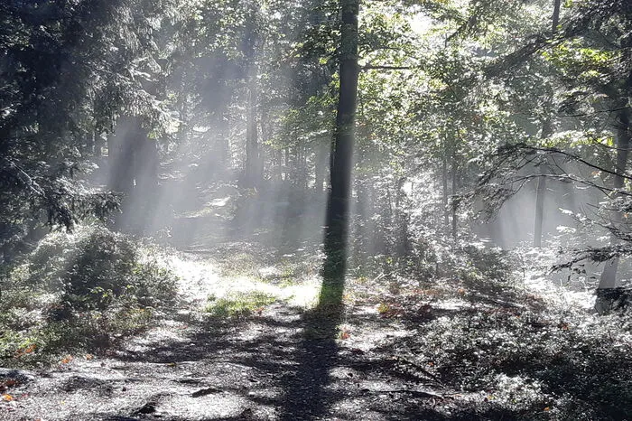 Die Sonnenstrahlen dringen durch die Zweige auf den Waldboden in St. Ulrich im Greith.