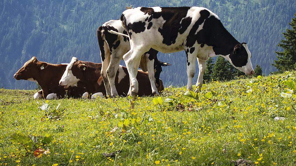 Rinder-TBC-Verdacht: Weitere Höfe gesperrt