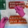 (FILES) In this file photo a lab technician sorts blood samples for COVID-19 vaccination study at the Research Centers of America in Hollywood, Florida on August 13, 2020. - The United States hopes to begin a sweeping program of Covid vaccinations in early December, the head of the government coronavirus vaccine effort said on November 22, 2020. "Our plan is to be able to ship vaccines to the immunization sites within 24 hours of approval" by the US Food and Drug Administration, Moncef Slaoui told CNN. "So I expect maybe on Day Two of the approval, on the 11th or the 12th of December." (Photo by CHANDAN KHANNA / AFP)