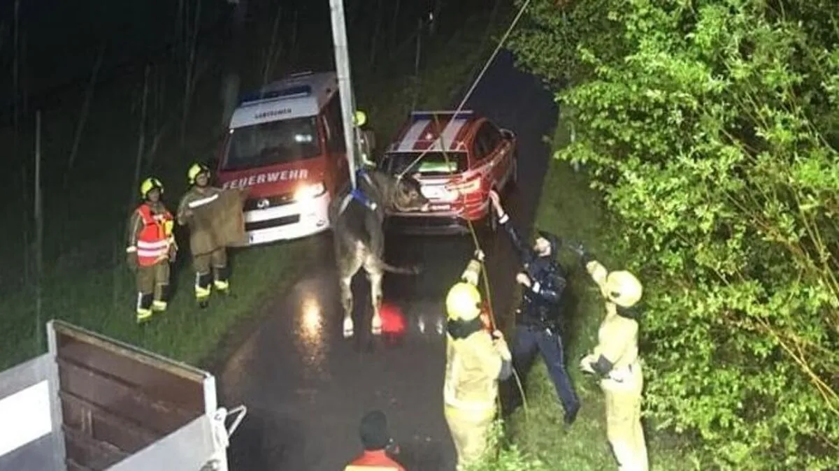 Das Tier wurde in aufweniger Arbeit aus der Wehr gerettet