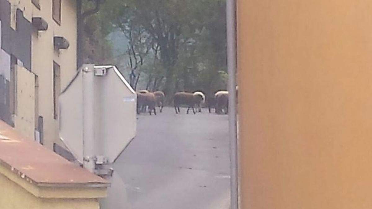 Die Schafe sind in Richtung Burg unterwegs