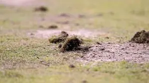 Was den Fußball beschädigt: Schweigen an der falschen Stelle