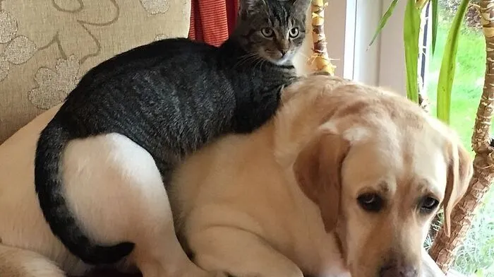 Gelungener Schnappschuss: Kater„Burli“ und Labradorhündin „Rose“ sind die allerbesten Freunde