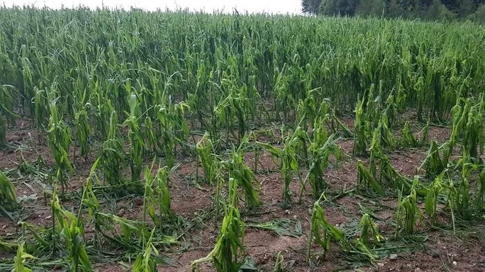Durch Hagel vernichtetes Maisfeld in der Südsteiermark