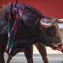 Sujetbild: Grausamer Stierkampf endete auch mit verletztem Torero