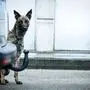 Auch ein Drogenspürhund stand im Einsatz (Symbolbild)