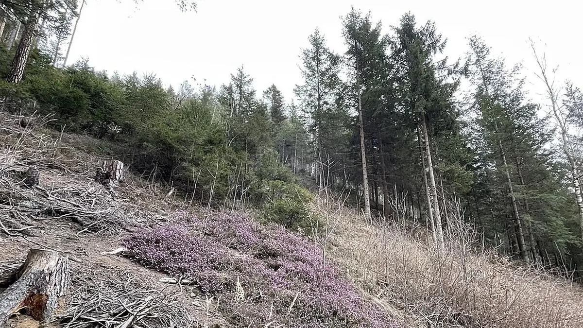 Nur vereinzelt lässt sich der Erika heuer blicken