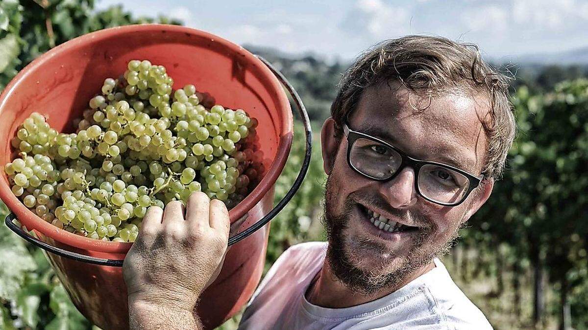 Niko Trippel beim Ernten der reifen Trauben im Weinberg	