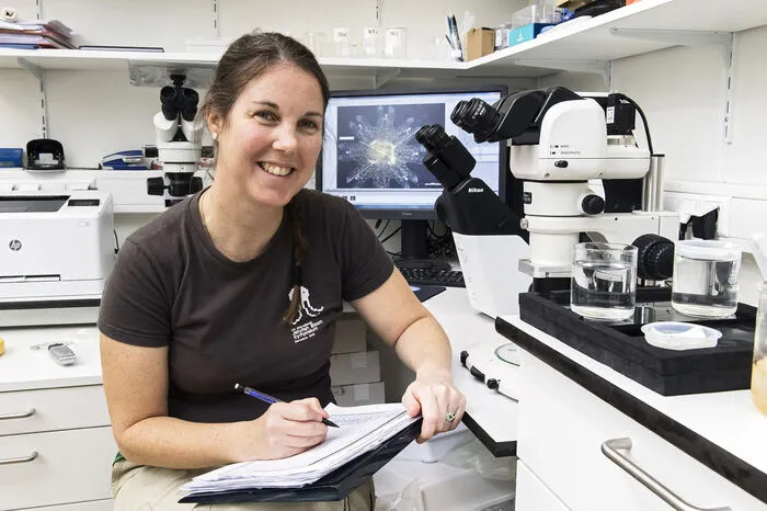 Im Keller des Aquarienhauses wurde Kienberger ein kleines Labor eingerichtet. Dort untersucht sie, wie sich unterschiedliche Temperaturen und Salzgehalte auf die Entwicklung der Riesenquallen auswirken.