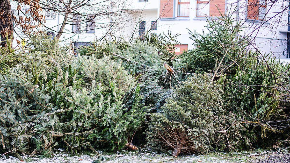 Am 11. Jänner werden in Radenthein Christbäume entsorgt