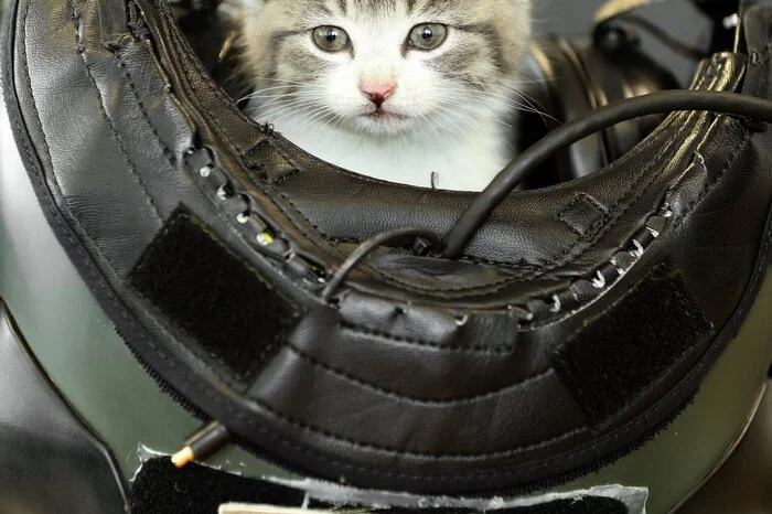„Der Platz, an dem er sich am wohlsten fühlte, war mein Helm. Und zudem der einzige, wo er schlafen konnte.“ Wie der flauschige Rekrut denn heißen sollte, war Grimmers Kollegen sofort klar: Tigger! Schließlich trägt deren Staffel den Namen “Flying Tigers”. „Daher sind wir mehr als glücklich, Tigger als Maskottchen zu adoptieren“, meint Kommandant Brendan Spoors über den besonderen Befehl zum offiziellen Mannschaftsmaunzen. „Schließlich ist es bei der Navy eine alte Tradition, dass alle Einheiten eine Schiffskatze haben.“