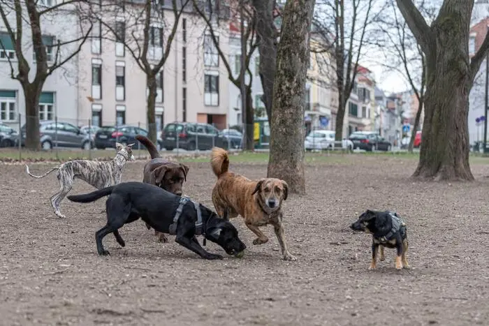Hunde ohne Leine: In der Stadt ist das nur in eingezäunten Freilaufzonen möglich