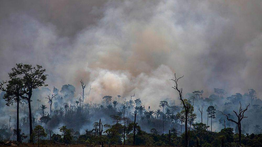 Verheerende Feuer im Regenwald des Amazonas
