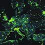 Europa und Teile von Asien in der Nacht – fotografiert von einem Satelliten im Erdorbit