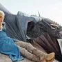 Daenerys (Emilia Clarke) mit einem Drachen. Ob sie im Teil fünf noch dabei ist?