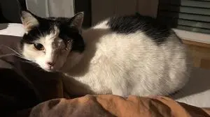 Diese Katze wurde gefunden 