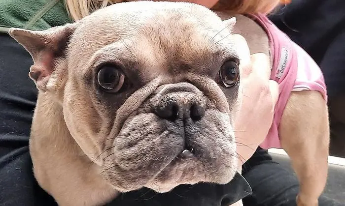 Lotti ringt um Luft, denn sie leidet unter Kurzköpfigkeit, zudem hat sie stark hervortretende Augen.