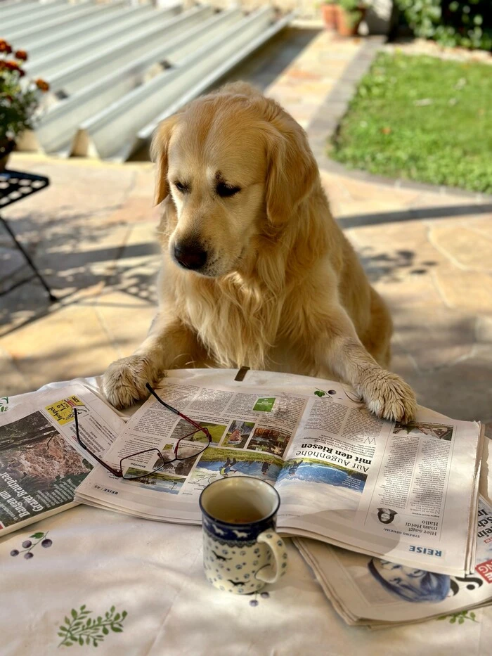 Hund Anton ist mit 20 % der Stimmen auf Platz zwei gelandet | Golden Retriver Anton