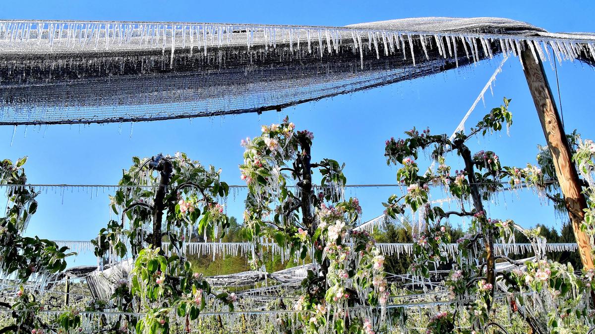 Durch die Frostberegnung wird die Frucht unter der Eisschicht geschützt