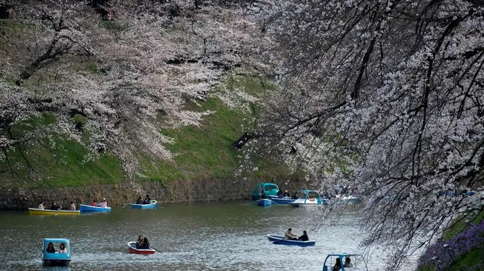 Japan feiert die Kirschblüte.