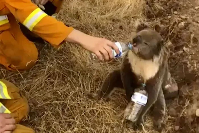 Hunderte Millionen Tiere kamen in den Flammen um. Dieser Koala hat es geschafft, er hat überlebt. Für rund 25.000 seiner Artgenossen bedeuteten die Buschfeuer den sicheren Tod.