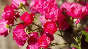 Unsere Leserin fragt sich: Sind meine Rosen noch zu retten?