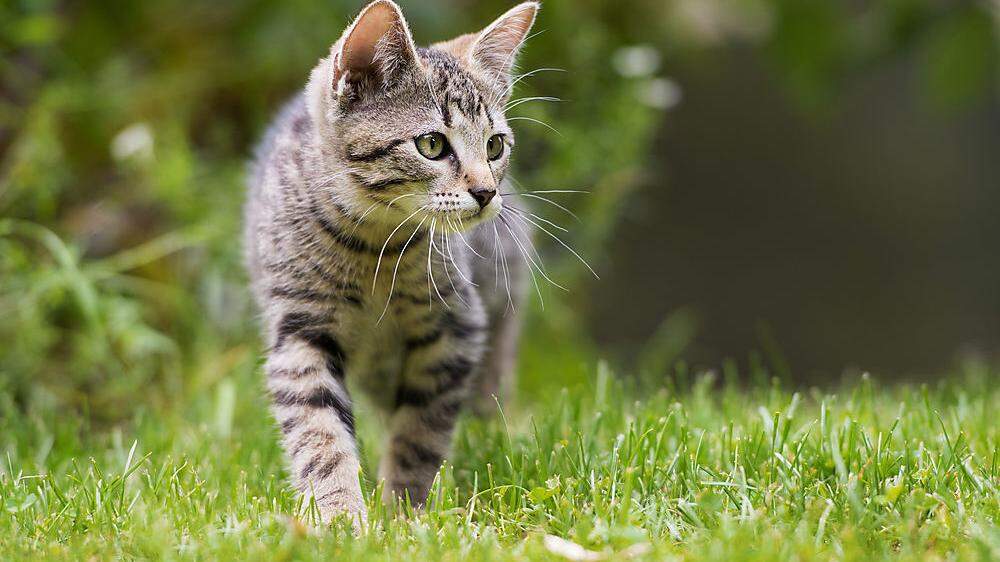 Katzen können bis zu dreimal pro Jahr Nachwuchs bekommen 