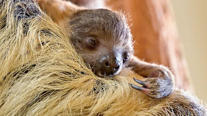 Nachwuchs bei den Faultieren im Tiergarten Schönbrunn