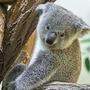 Koala Aruma starb überraschend