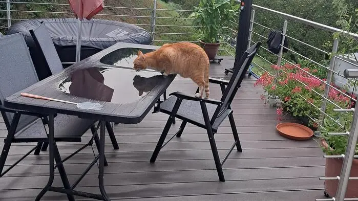 . . . wer ist die Schönste im ganzen Land? Das denkt sich Katze „Orange“. Danke an Leserreporterin Angelika Hofer aus Radenthein.