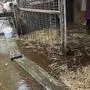 Das Areal des Tierheims wurde überflutet