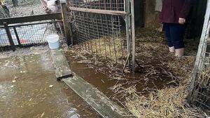 Das Areal des Tierheims wurde überflutet