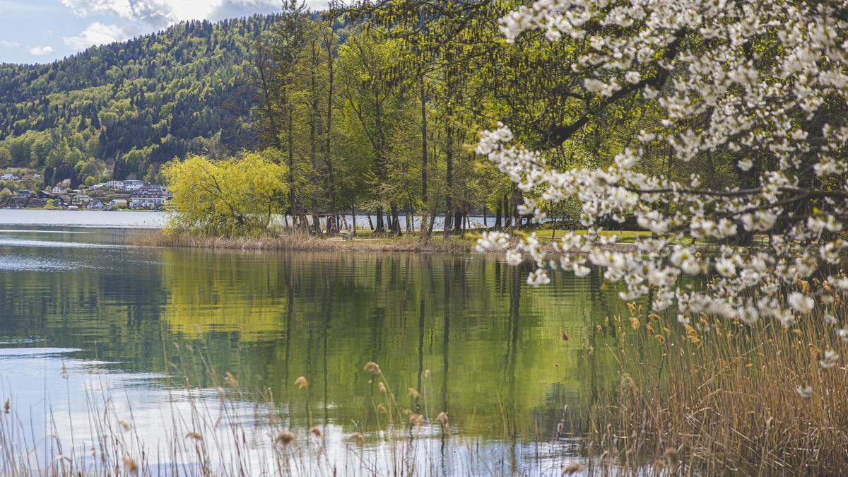 In weiten Teilen Kärntens trifft man bereits auf wunderschöne Frühlingslandschaften