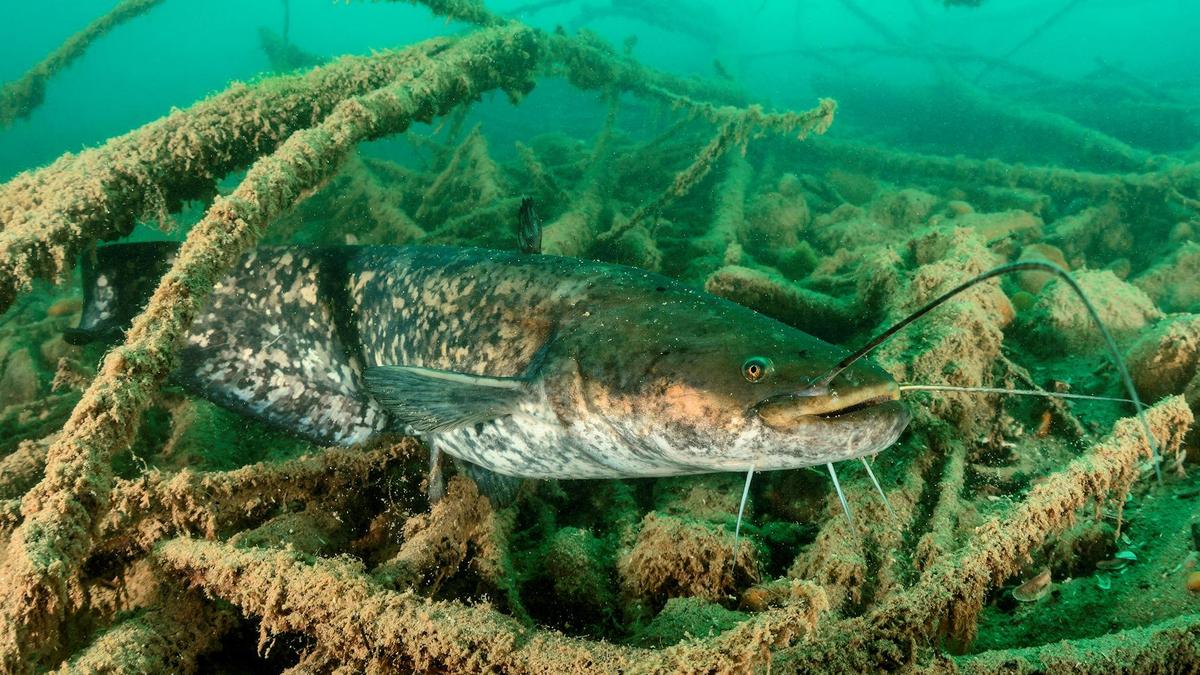 Der Wels ist der größte Fisch im Klopeiner See