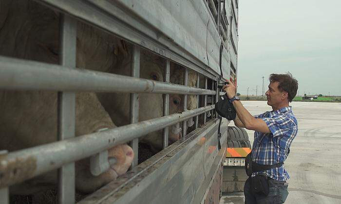 Manfred Karremann fotografiert einen mit Rindern beladenen Transporter