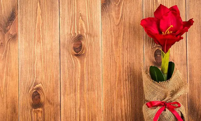 Die Amaryllis blüht mehrere Wcohen. 