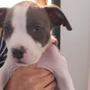 Die beiden Pitbull Terrier Welpen Rocky und Missy wurden in ein Tierschutzhaus gebracht