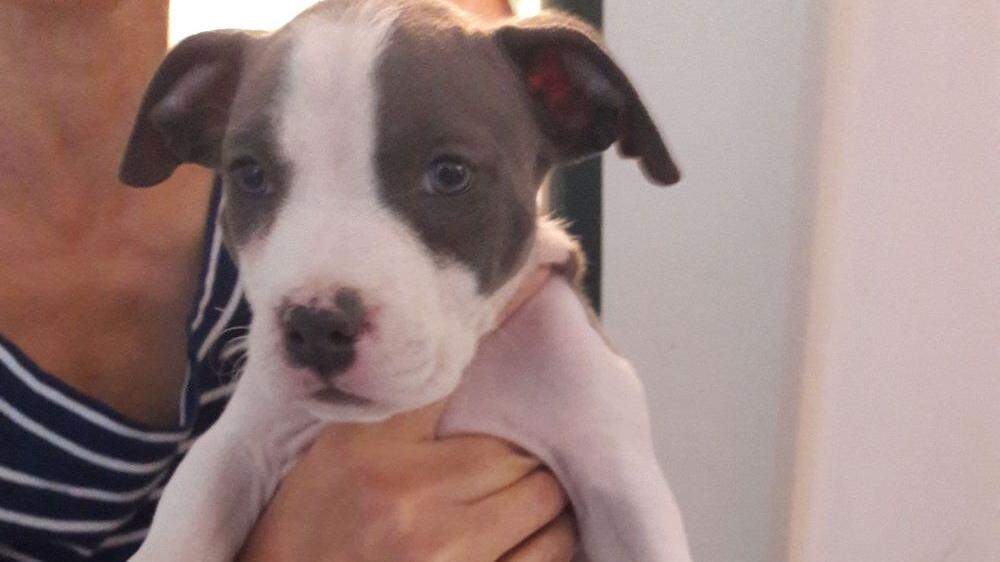 Die beiden Pitbull Terrier Welpen Rocky und Missy wurden in ein Tierschutzhaus gebracht