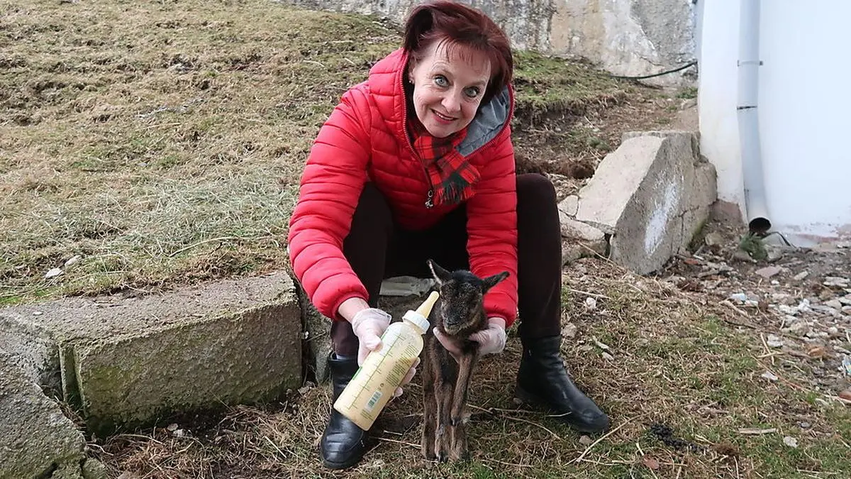 Silvia Schuster füttert das verstoßenen Mufflon-Lammmit dem Fläschchen