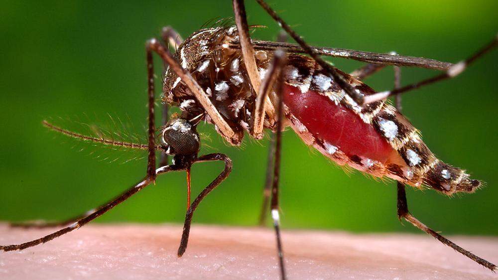 Das Virus wird von Mücken übertragen