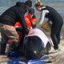 Dieser Grundwal konnte gerettet werden 