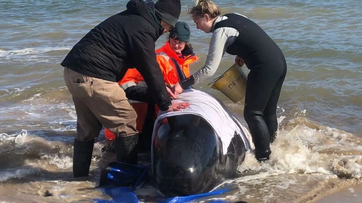 Dieser Grundwal konnte gerettet werden 