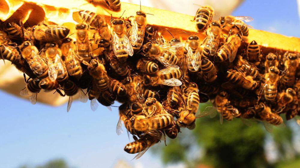Viele Bienenvölker in Osttirol fielen der blutsaugenden Varroamilbe zum Opfer, dem Bienenfeind Nummer eins